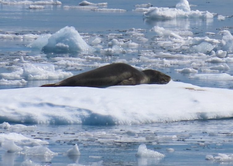 A brown leopard seal relaxes on a floating ice floe in the Antarctic Peninsula. We spotted several during our cruise, often resting peacefully between hunting trips.