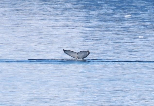 A humpback whale lifts its tail fluke before diving beneath the calm waters of the Antarctic Peninsula, leaving only ripples behind.
