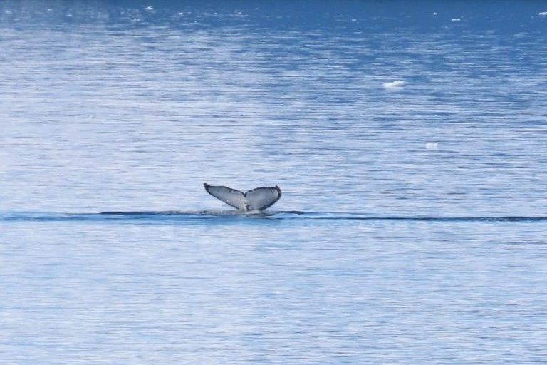 A whale’s tail rises above the calm water near the Antarctic coastline. Wildlife could appear at any moment, so I often kept my camera within reach while we sailed.