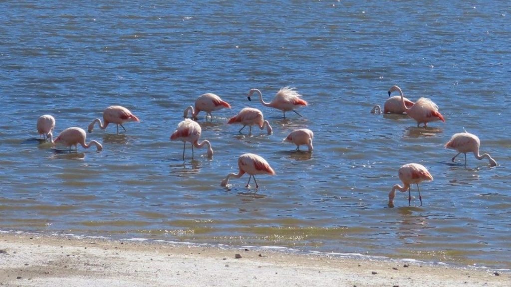 A flock of pink flamingos feeds in a narrow blue lagoon surrounded by pale mineral shore and barren brown hills. Many El Tatio Geysers tours stop at the Machuca Wetlands, where wildlife viewing is part of the experience.
