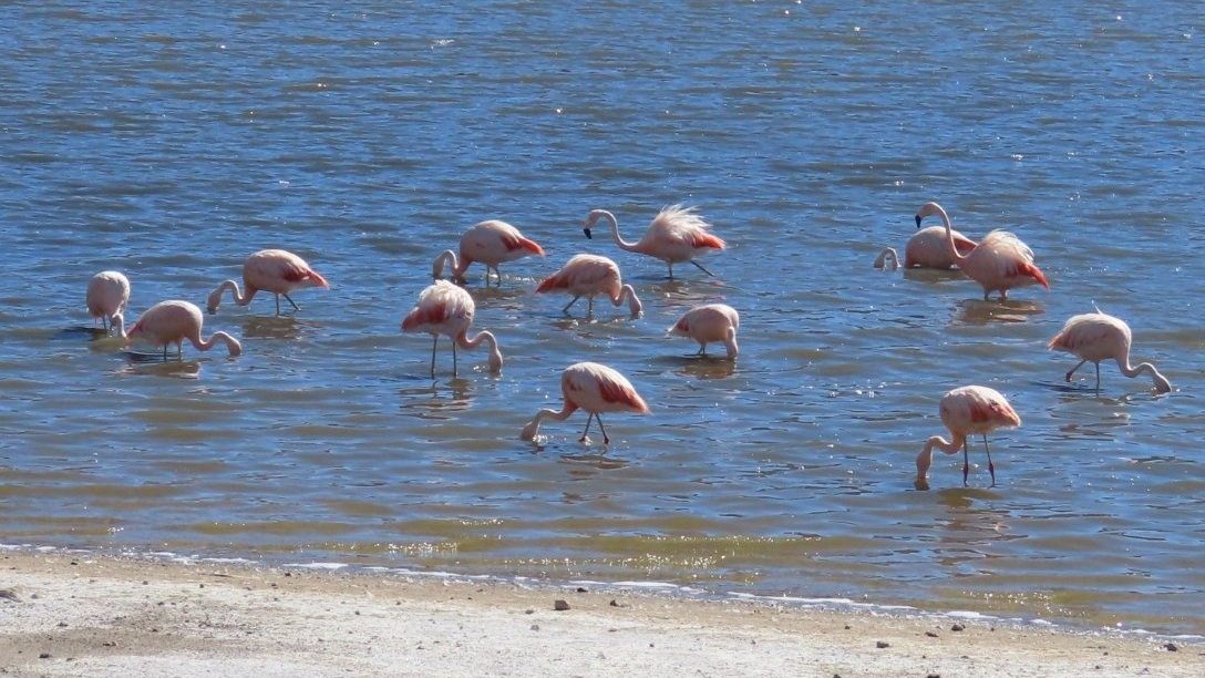 A flock of pink flamingos feeds in a narrow blue lagoon surrounded by pale mineral shore and barren brown hills. 