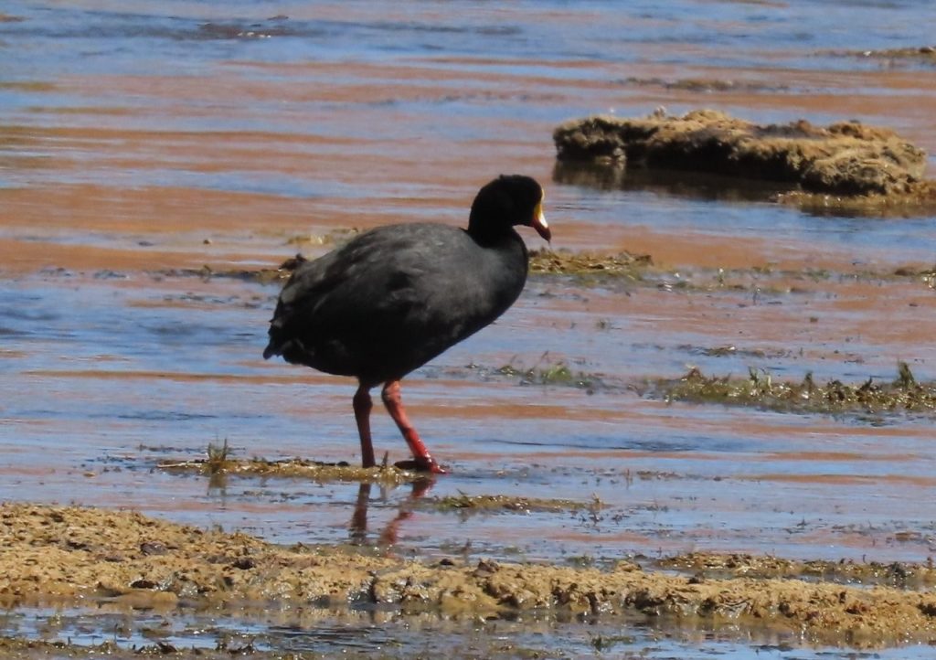 A large black Giant Coot with a yellow and red bill wades through shallow water and muddy vegetation. This was one of the high-altitude species that made Vado Río Putana such a rewarding birding stop.