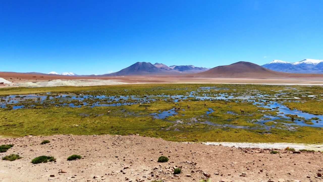 A pale gravel road curves through dark rocky hills toward snow-covered mountains beneath a cloudless sky. This winding high-altitude route captures both the beauty and isolation of the drive toward Machuca Wetlands.