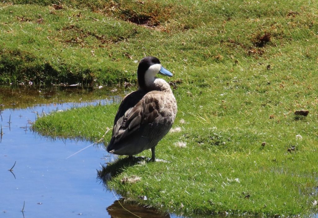 A Puna teal with a blue-gray bill stands in rust-colored water edged by short green grass. The Machuca Wetlands held far more birdlife than we expected from a roadside stop.