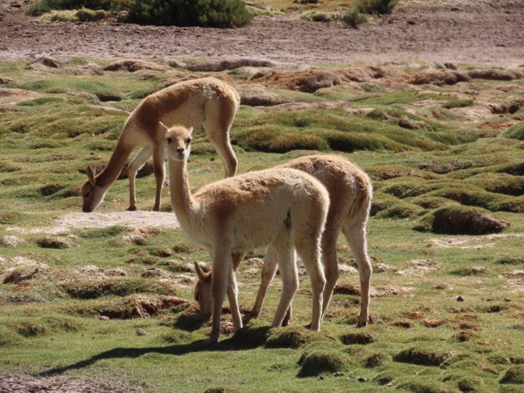 Several pale vicuñas graze among green cushions of grass and shallow pools in a high-altitude wetland. Seeing our first vicuñas at Machuca Wetlands made this one of our most memorable wildlife drives in the Atacama.