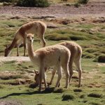 Several pale vicuñas graze among green cushions of grass and shallow pools in a high-altitude wetland. Seeing our first vicuñas at Machuca Wetlands made this one of our most memorable wildlife drives in the Atacama.