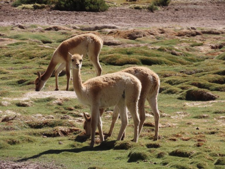 Several pale vicuñas graze among green cushions of grass and shallow pools in a high-altitude wetland. Seeing our first vicuñas at Machuca Wetlands made this one of our most memorable wildlife drives in the Atacama.