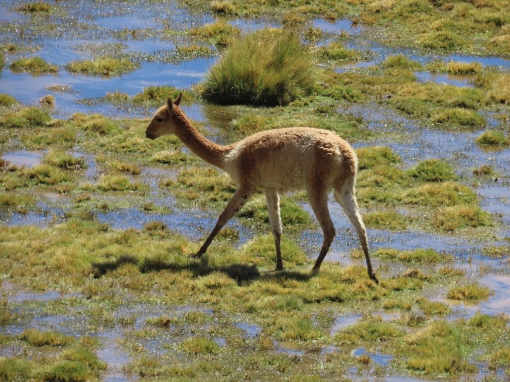A young vicuña walks carefully through shallow blue water and bright green wetland grass. Several vicuñas wandered close to the road, giving us time to watch them without entering the fragile wetland.