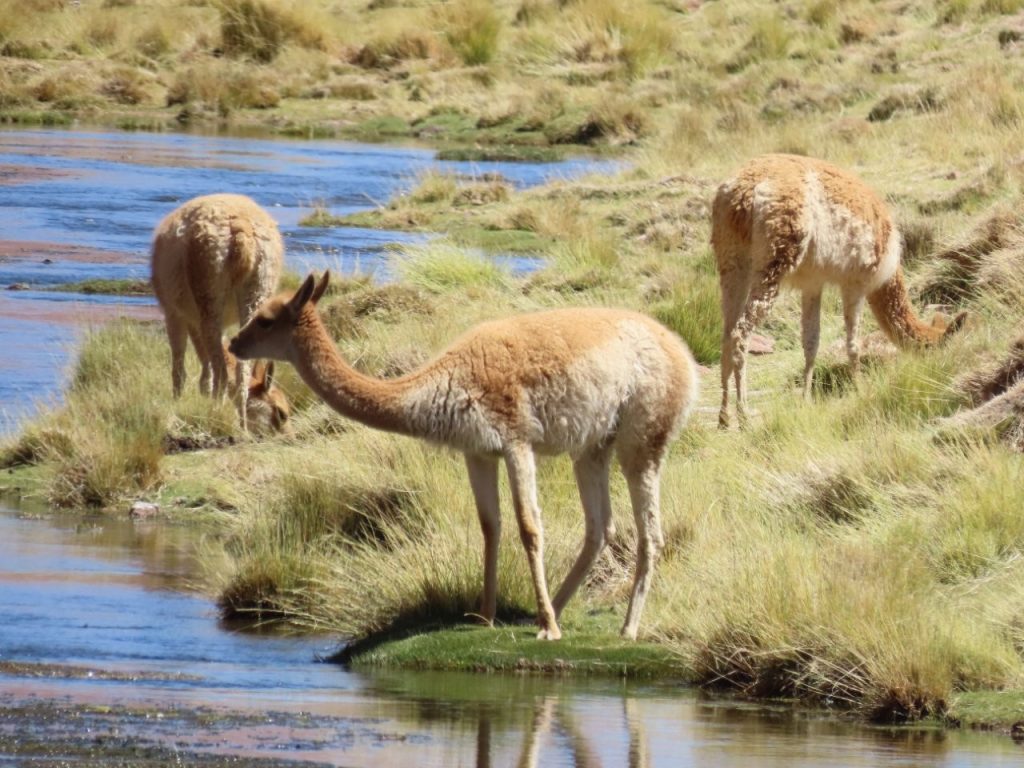 Four vicuñas stand and graze beside winding streams among tall golden grasses. Wildlife was more spread out at Vado Río Putana, but the open wetland made every sighting feel wonderfully remote.