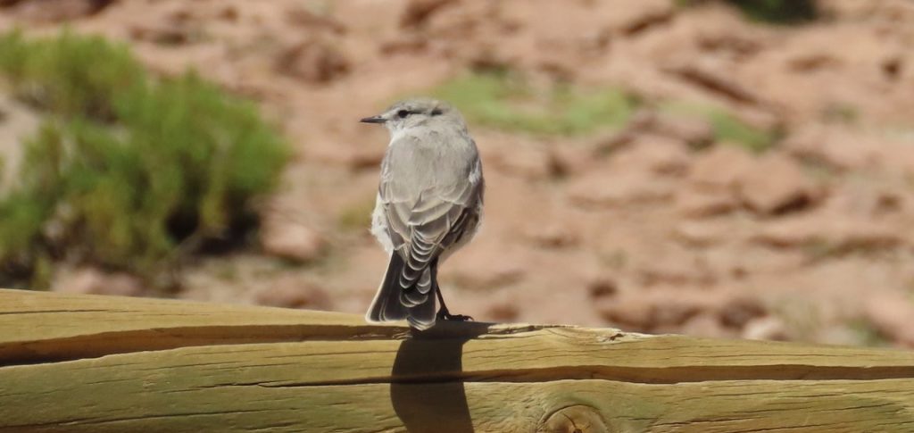 A pale gray White-browed Ground-Tyrant perches on a wooden rail with rocky desert blurred behind it. Small birds like this helped turn the Machuca Wetlands drive into a thirteen-life-bird day for me.