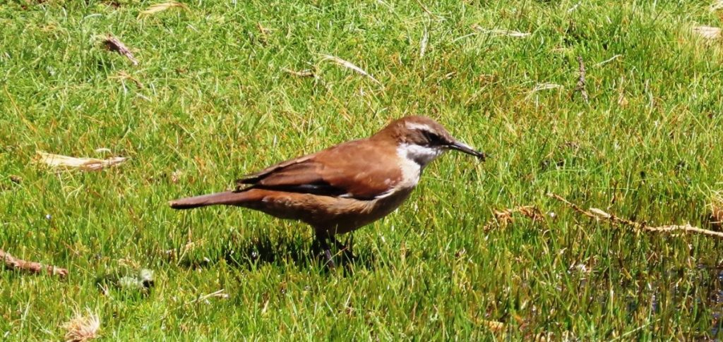 A brown-and-white White-winged Cinclodes stands in vivid green wetland grass holding a small insect in its bill. Tiny birds like this are easy to miss unless you slow down and scan carefully.
