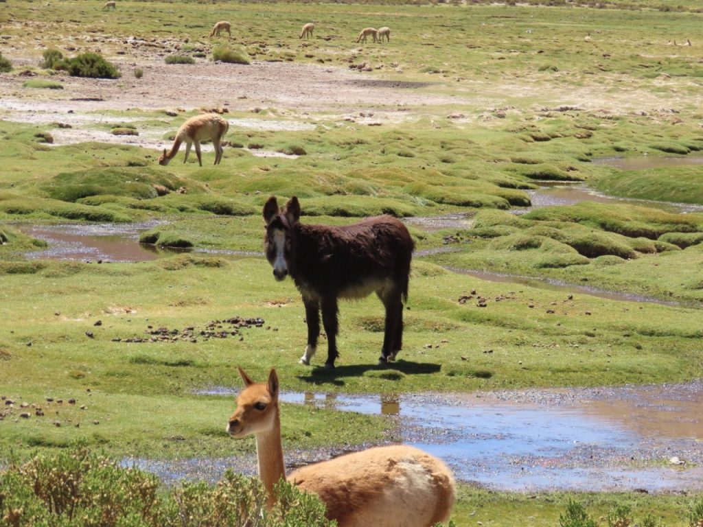 A dark wild donkey stands among shallow streams while vicuñas graze across the green wetland behind it. Finding donkeys and vicuñas sharing the same high-altitude landscape was one of the day’s most unexpected scenes.