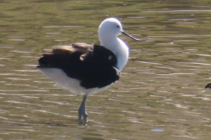 An Andean Avocet stands in shallow water, showing off its striking black-and-white plumage and gracefully upturned bill. Wetlands throughout the Atacama attract an impressive variety of shorebirds beyond the famous flamingos.