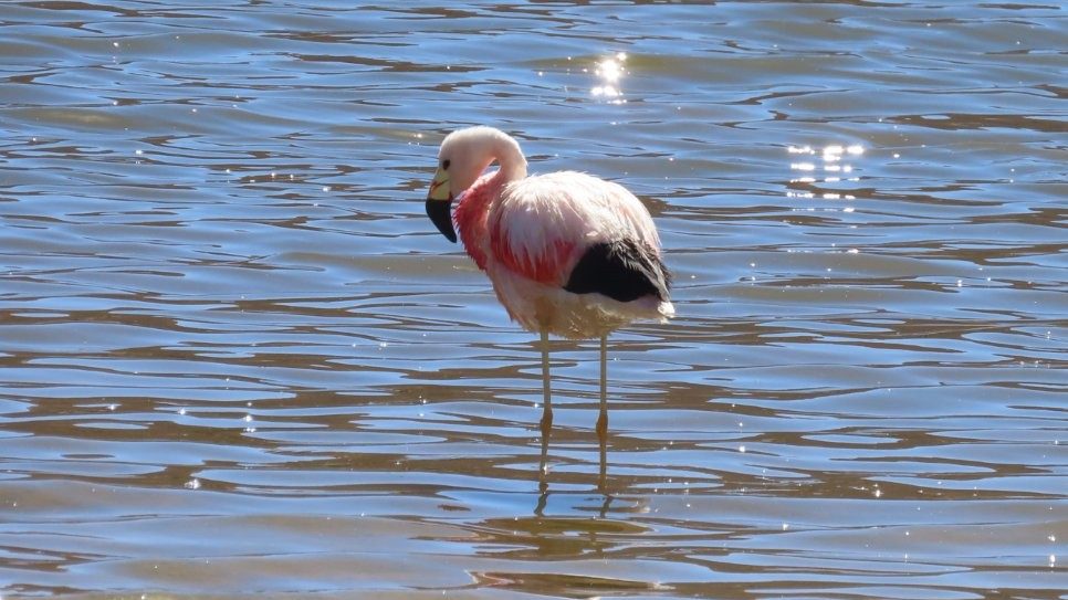 An Andean flamingo stands in shallow blue water, showing its dark pink neck and distinctive black rump. Learning to identify the three flamingo species is one of the highlights of wildlife watching in the Atacama Desert.