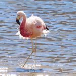 A single Andean flamingo stands gracefully in shallow water with sunlight sparkling around its long legs. These colorful birds add a surprising burst of life to the stark desert landscapes surrounding the lagoons.