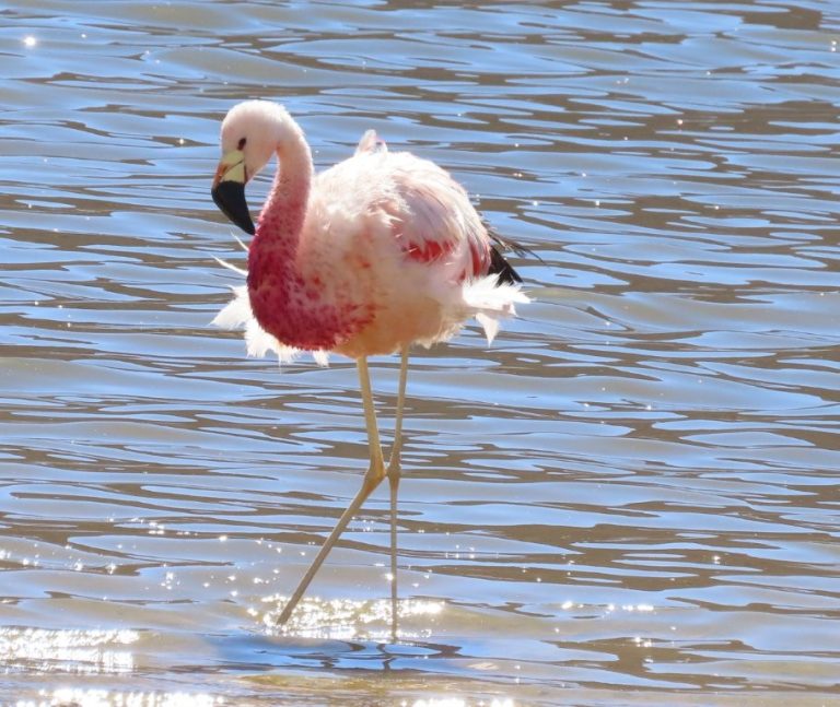 A single Andean flamingo stands gracefully in shallow water with sunlight sparkling around its long legs. These colorful birds add a surprising burst of life to the stark desert landscapes surrounding the lagoons.