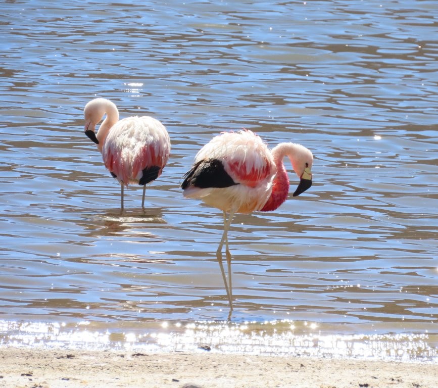 Two Andean flamingos rest and preen in a quiet lagoon beneath the bright desert sun. Wildlife viewing is one of the many reasons to venture beyond San Pedro de Atacama's most popular attractions.