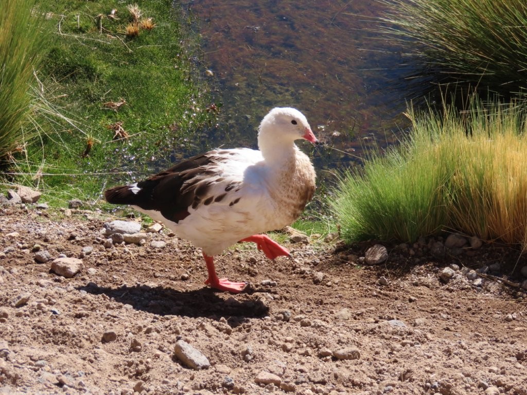 A black and white Andean Goose struts along the waterfront with it's bright red feet.