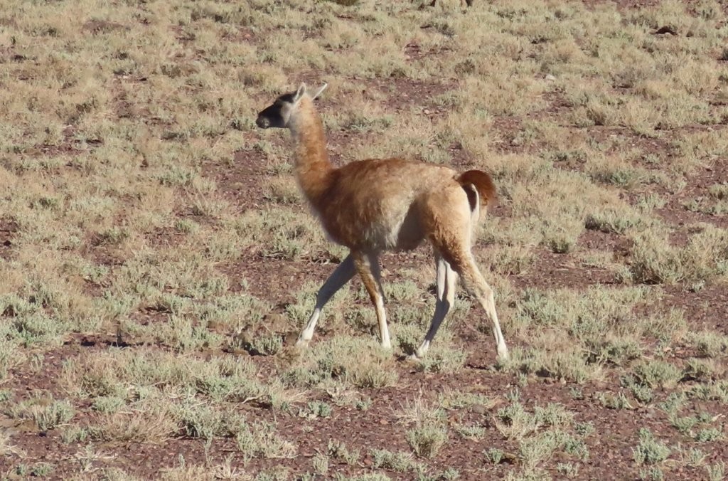 A guanaco walks across a dry volcanic plain covered with low desert shrubs. Guanacos are generally found at lower elevations than vicuñas.