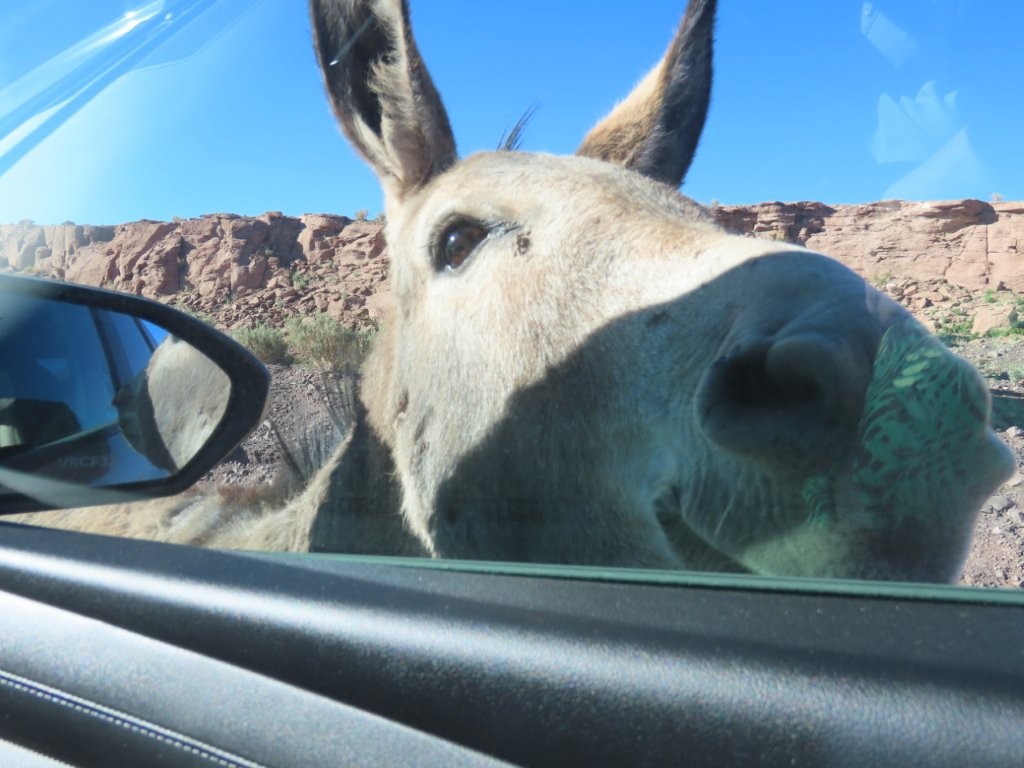 A pale gray donkey presses its enormous nose against the nearly closed car window while one dark eye peers inside. It had walked straight up to us expecting food and showed no interest in leaving.