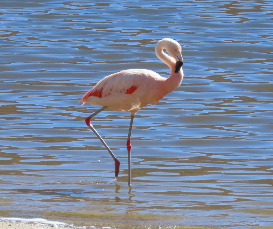 A Chilean flamingo strides through shallow water, its pink legs and feathers reflected in the lagoon. Encounters with flamingos are among the most memorable wildlife experiences in the Atacama Desert