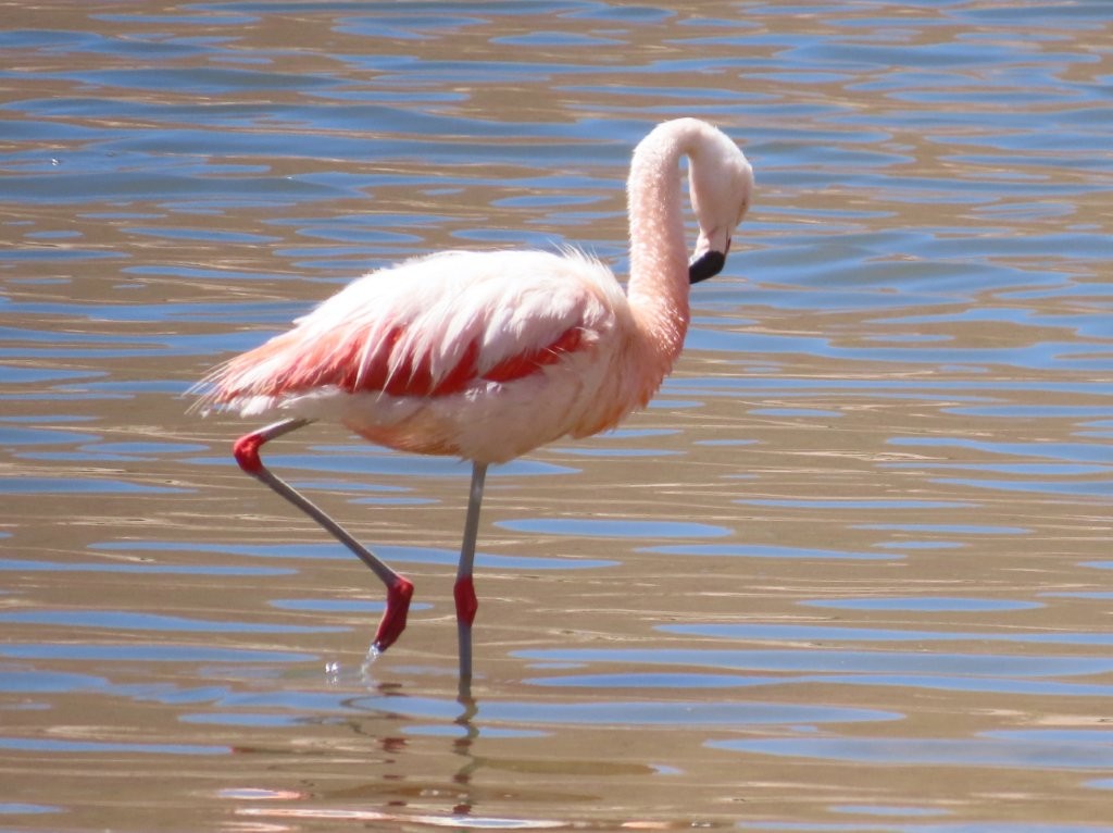A Chilean flamingo walks through a shallow lagoon with bright pink knees and long gray legs. This photo helps show the field marks that separate Chilean Flamingos from the other species found here,