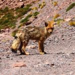A Culpeo Fox stands on a rocky desert slope, looking straight toward the camera with golden fur and a bushy tail. This was one of our most exciting wildlife sightings on Ruta de los Salares because we had hoped to see one before leaving Atacama.