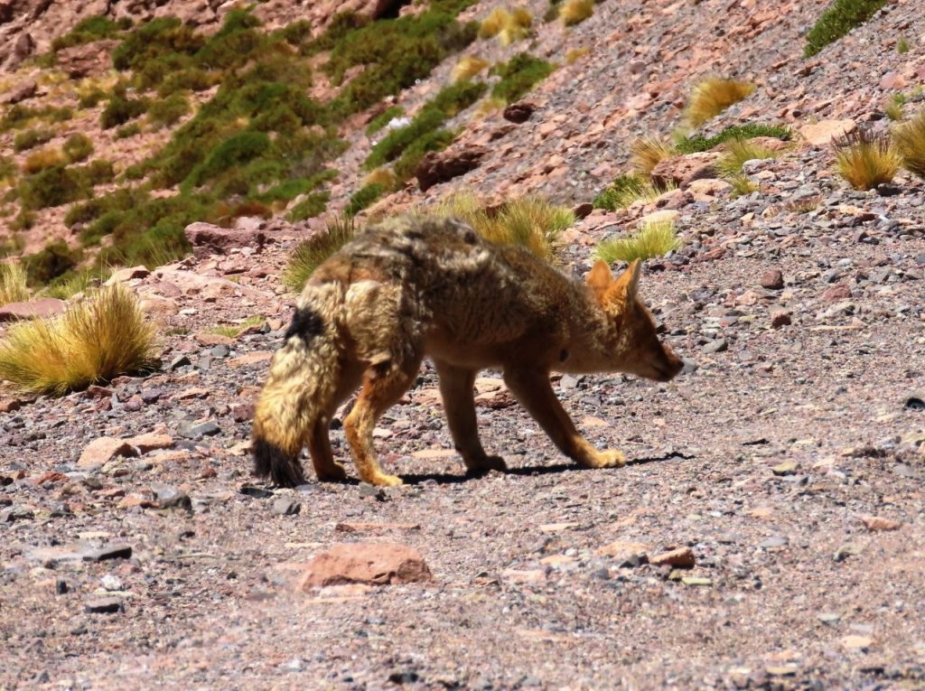 A reddish gray Culpeo Fox walks along a rocky desert roadside.