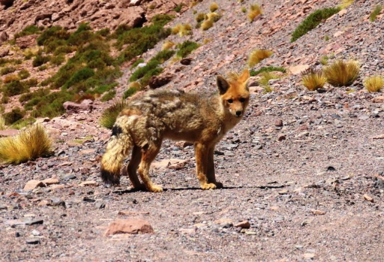 A Culpeo Fox stands on a rocky desert slope, looking straight toward the camera with golden fur and a bushy tail. This was one of our most exciting wildlife sightings on Ruta de los Salares because we had hoped to see one before leaving Atacama.