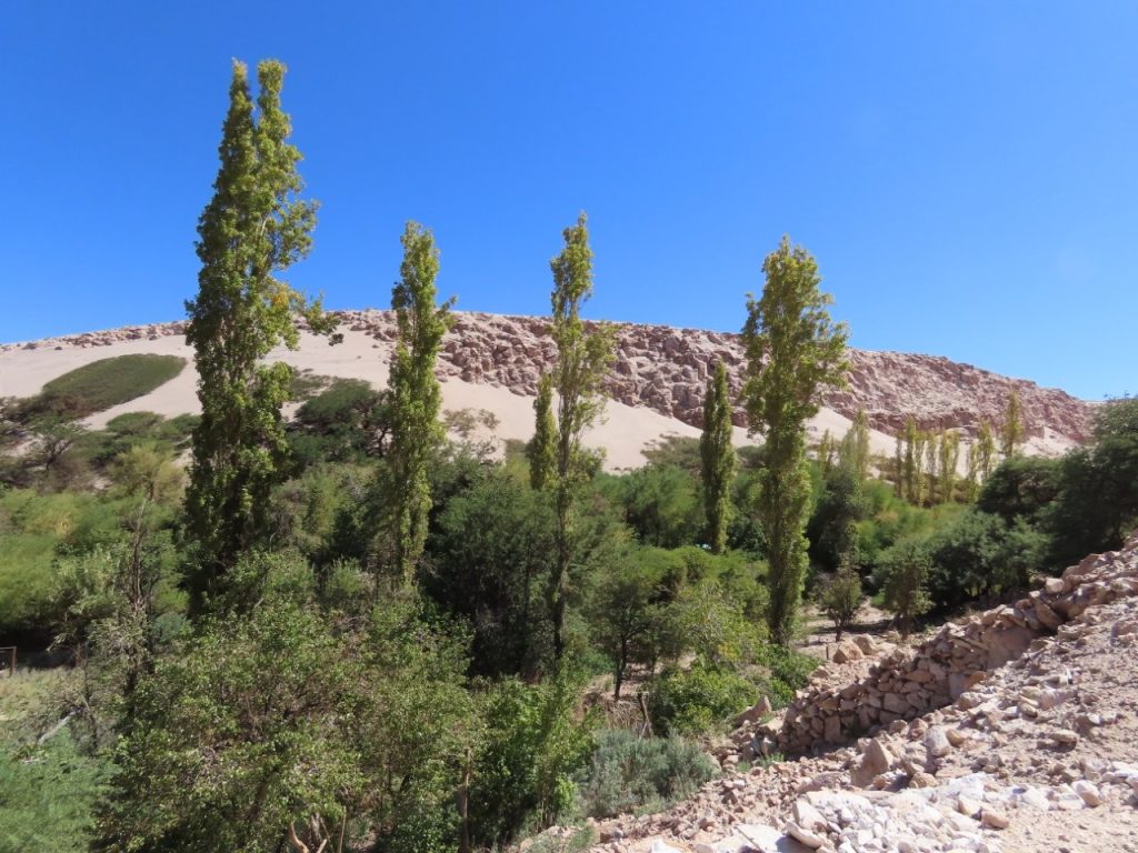 Tall green trees and dense shrubs fill a narrow canyon beneath pale red desert cliffs. After the stark salt flats, Valle de Jere felt like an entirely different world.
