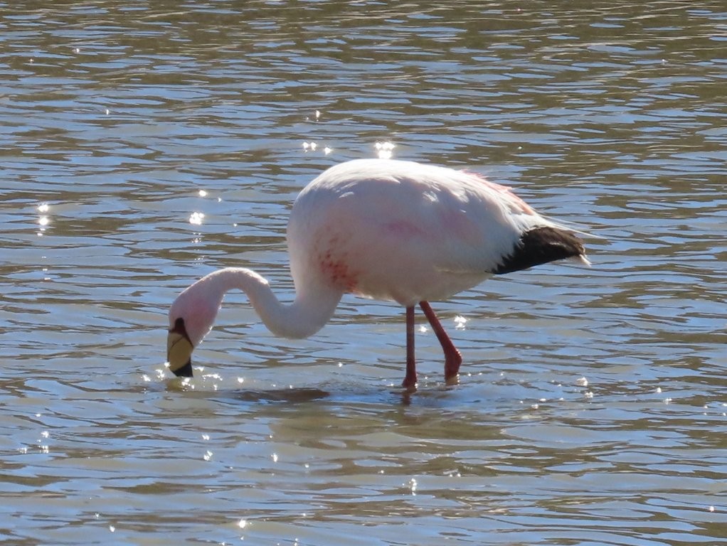 A James's flamingo lowers its head into the water while feeding in a sparkling mountain lagoon. Seeing multiple flamingo species in one day was one of the most surprising parts of our drive through the region.