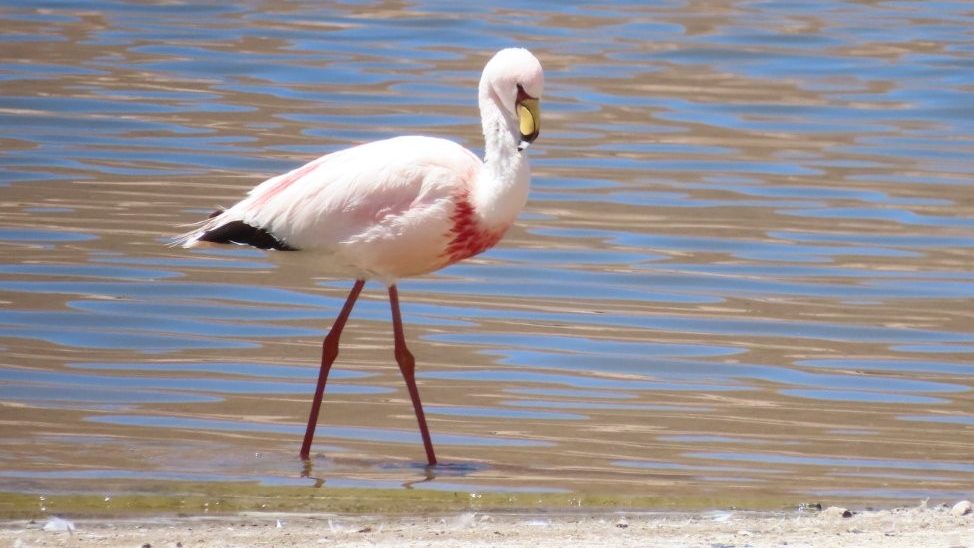 A James's Flamingo stands in calm water with its bright yellow bill tipped in black. Spotting this smaller flamingo is one of the most memorable wildlife experiences in the Atacama Desert.