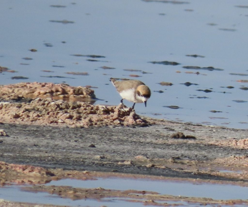 A small brown-and-white sandpiper stands alone in the lagoon with its reflection rippling underneath. Taking time to scan the water revealed birds we would have missed by focusing only on the flamingos.