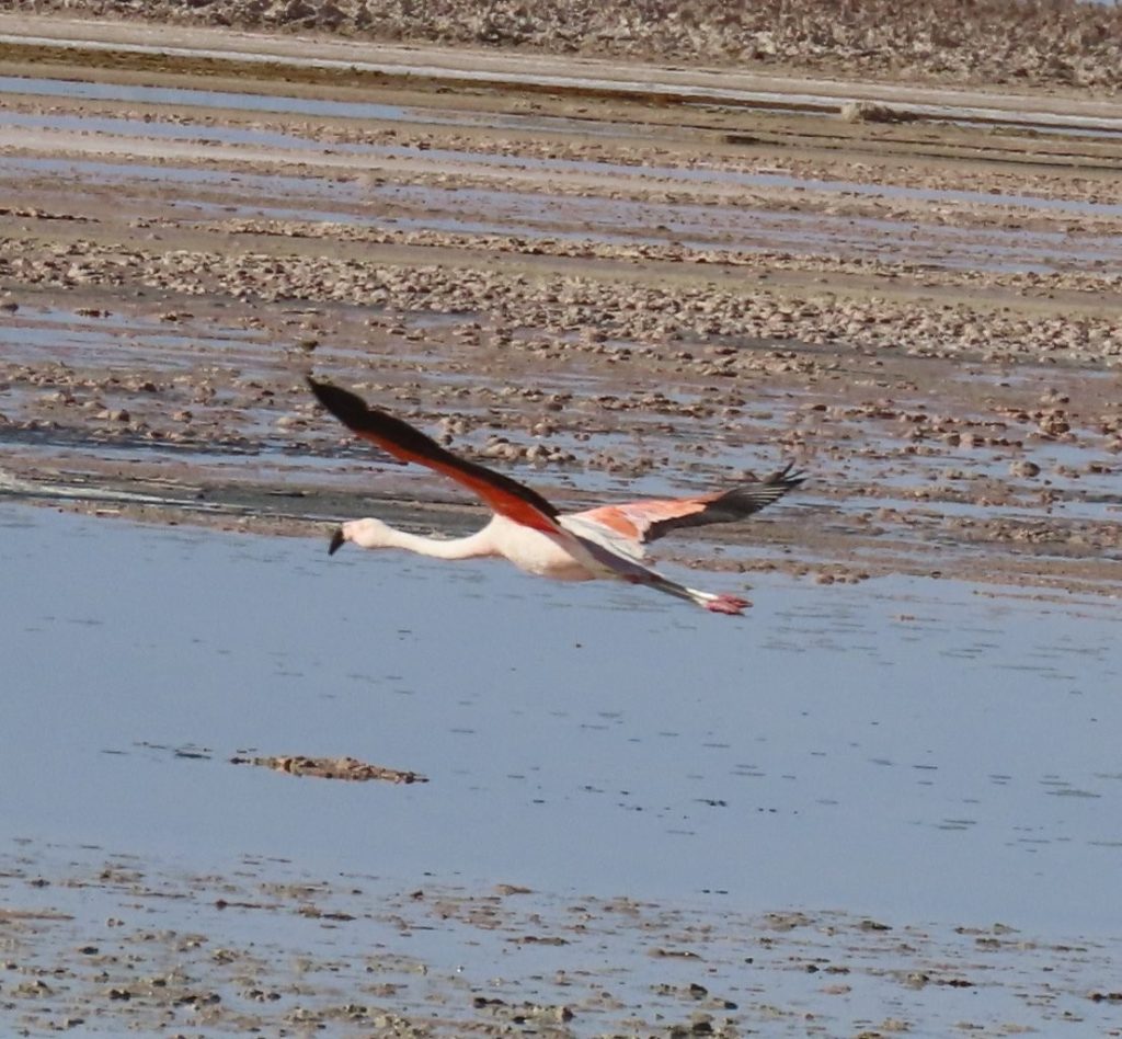 A flamingo flies low above shallow water with black-and-red wings spread wide behind its pale body. The birds were constantly moving between the lagoons, giving us far more activity than we expected.