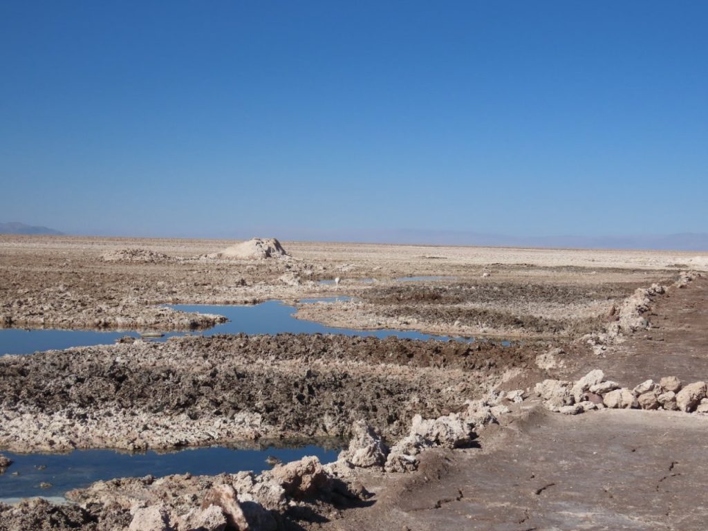 Shallow blue pools wind through rough white salt crust beneath an empty sky. Laguna Chaxa sits within the Salar de Atacama, where the landscape feels bright, brittle, and almost endless.