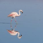 A pale pink flamingo walks through glassy blue water with its full reflection mirrored beneath it. Seeing flamingos this close made Laguna Chaxa one of the highlights of our Atacama stay.