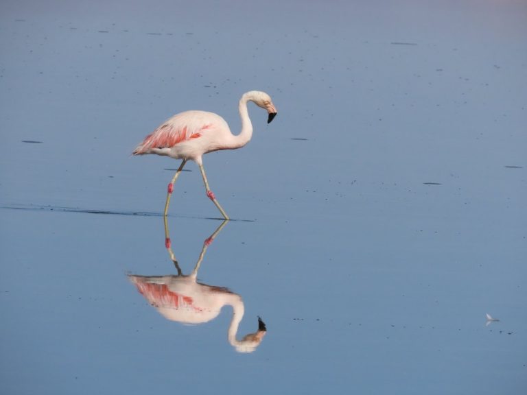 A pale pink flamingo walks through glassy blue water with its full reflection mirrored beneath it. Seeing flamingos this close made Laguna Chaxa one of the highlights of our Atacama stay.