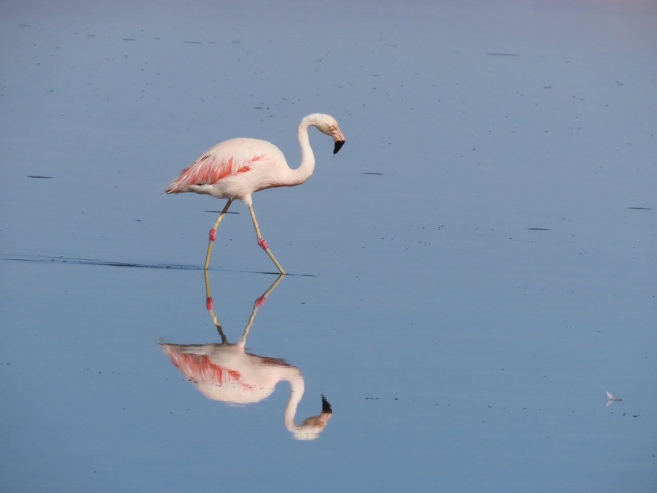 A pale pink flamingo walks through glassy blue water with its full reflection mirrored beneath it. Seeing flamingos this close made Laguna Chaxa one of the highlights of our Atacama stay.