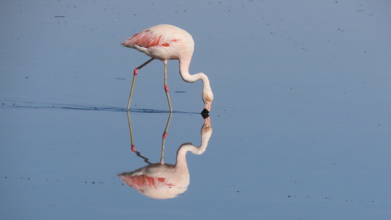 A flamingo bends its long neck into still water while its pink body and black bill reflect below. We watched several flamingos feed close to the boardwalk during our visit.