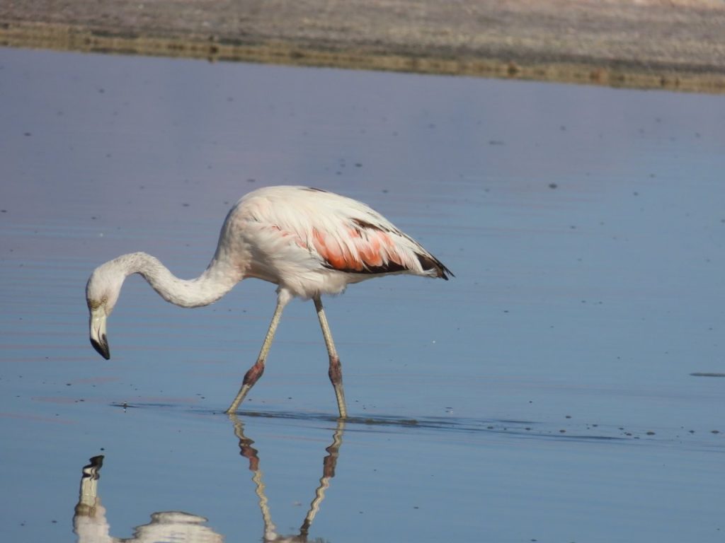 A Chilean Flamingo walks through the Laguna Chaxa looking for food in the water.
