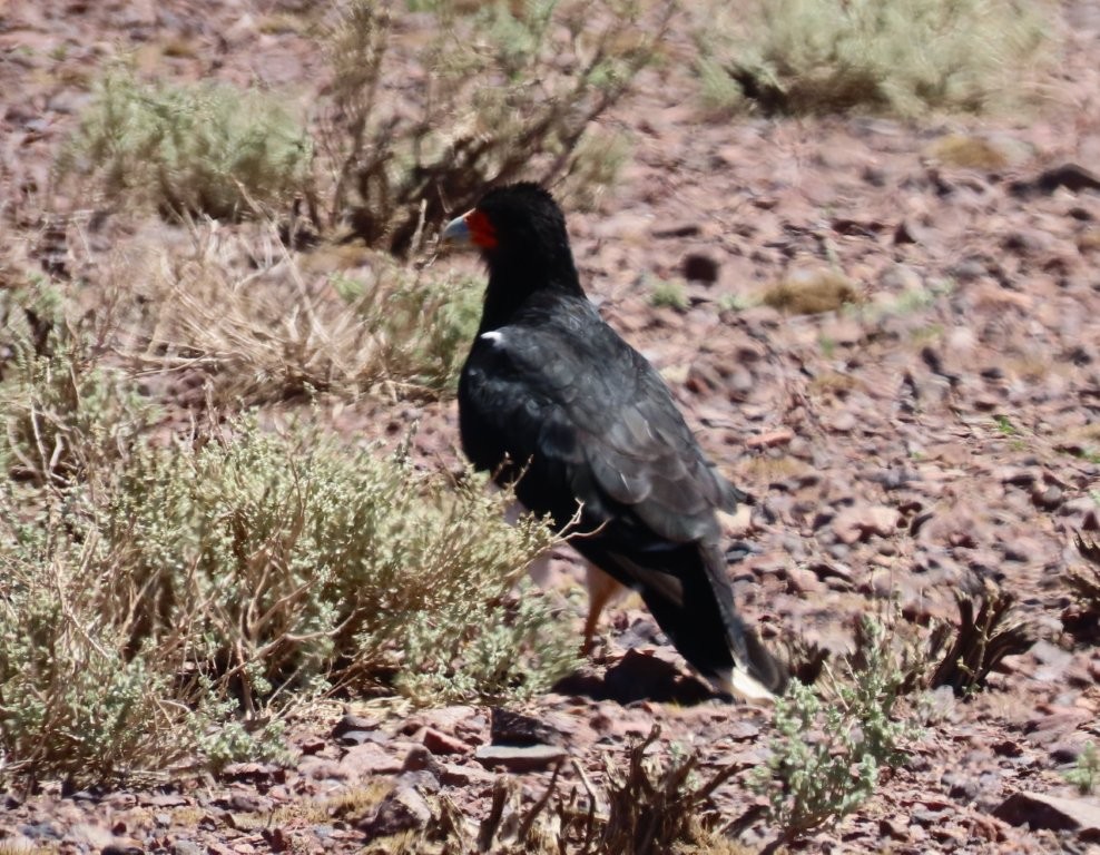 CHILE-ATACAMA-DESERT-Mountain-Caracara-1463.jpg – A Mountain Caracara walks across the rocky desert floor, showing its glossy black plumage and bright orange facial skin. Birds of prey like this are another reason wildlife watching in the Atacama Desert extends far beyond the famous flamingos.