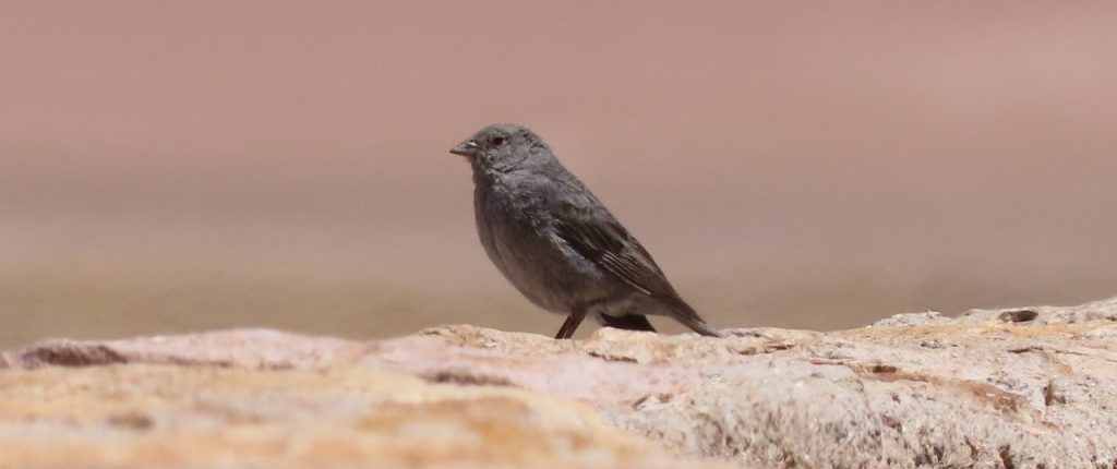 The dark colored Plumbeous Sierra Finch rests on a ledge.