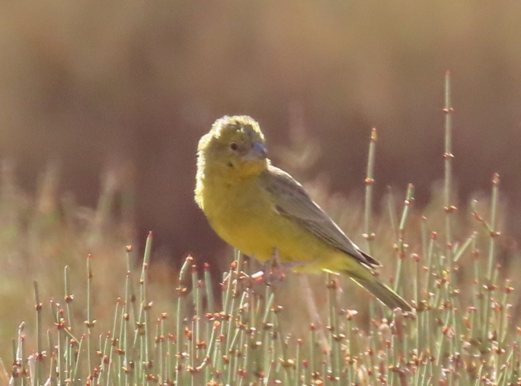 A small yellow bird perches precariously on top of narrow grasses.