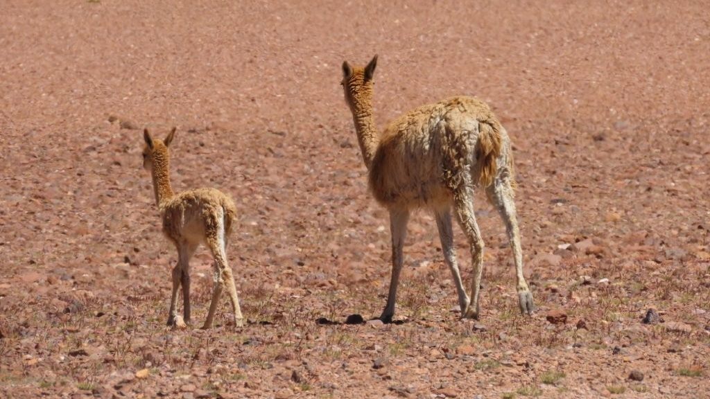A mother vicuña and her small baby walk away across a dry, reddish high-altitude plain. Seeing baby vicuñas beside the road made this long drive feel especially worth doing on our own schedule.
