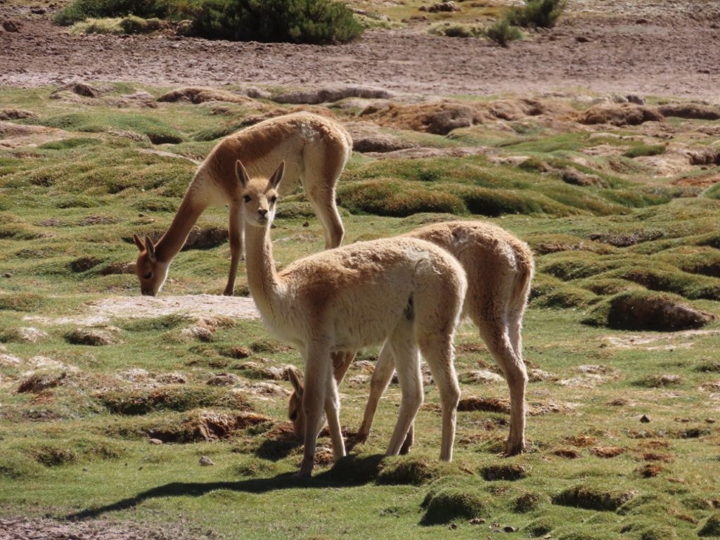 Three vicuñas graze peacefully across a lush high-altitude wetland beneath the Andes. Watching vicuñas in their natural habitat is one of the best wildlife experiences in the Atacama Desert.