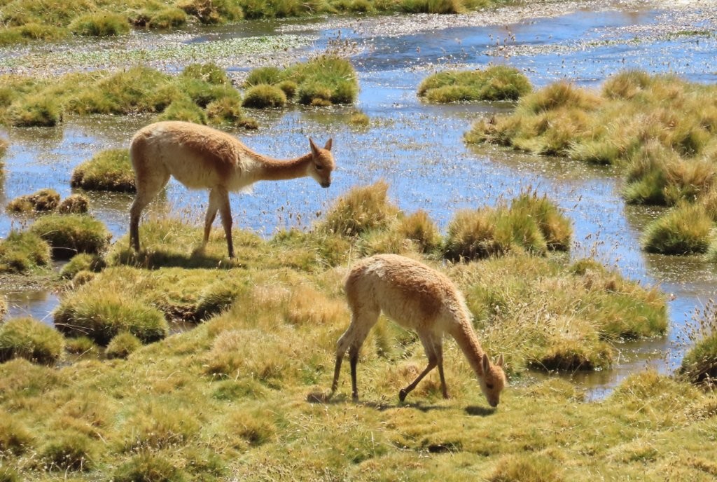 Two vicuñas feed beside a winding stream surrounded by bright green marsh grasses. Wetlands offer some of the easiest places to spot these wild camelids.