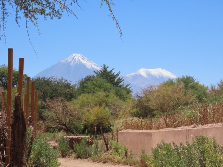 Snow-capped volcanoes rise above green desert vegetation and adobe walls near San Pedro de Atacama. The contrast between lush oasis and towering volcanic peaks is part of what makes this region so memorable.