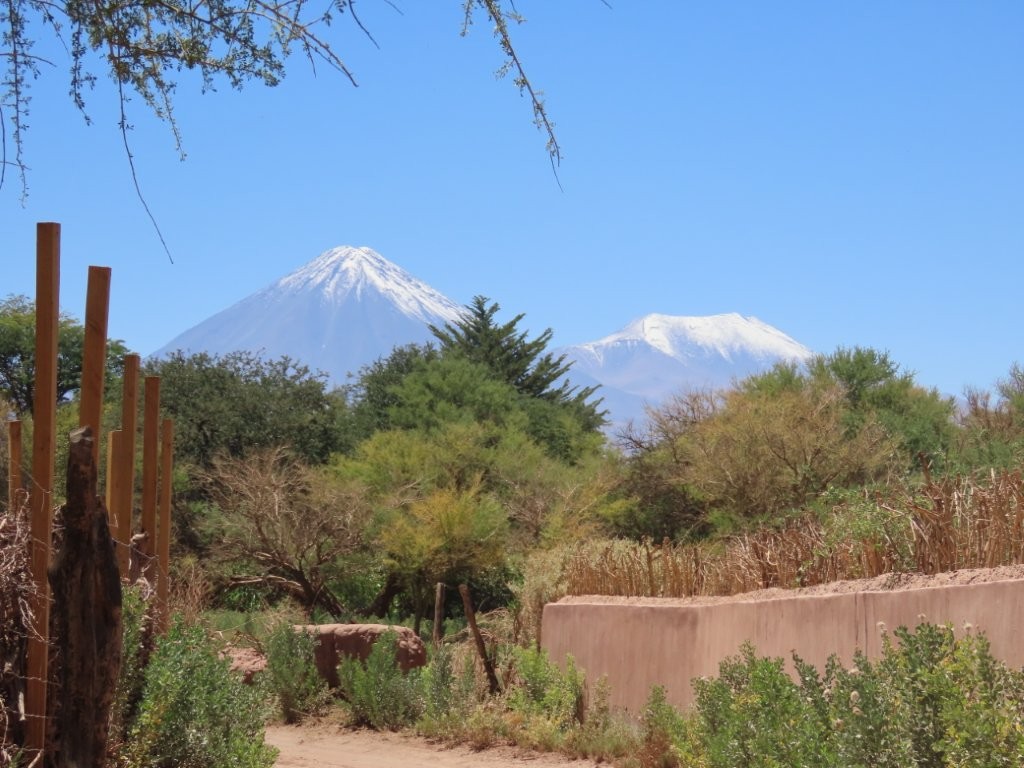Snow-capped volcanoes rise above green desert vegetation and adobe walls near San Pedro de Atacama. The contrast between lush oasis and towering volcanic peaks is part of what makes this region so memorable.