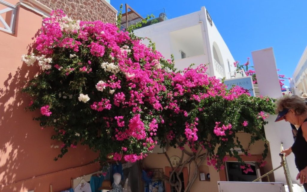 Brilliant pink bougainvillea spills over a peach-colored building beneath the intense blue Santorini sky. Colorful details like this added to the charm of exploring Santorini beyond its famous caldera views.