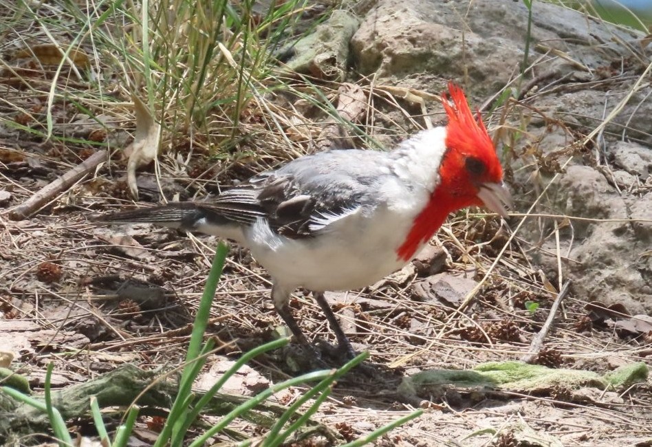 A red-crested cardinal has a gray and white body with a bright red crest and face. He is one of the birds I found while exploring Buenos Aires Argentina.